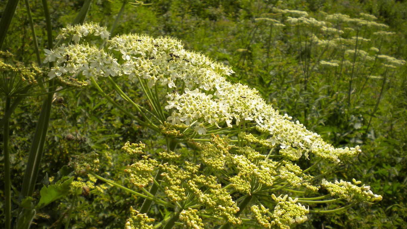 Valnontey - .Heracleum sphondylium